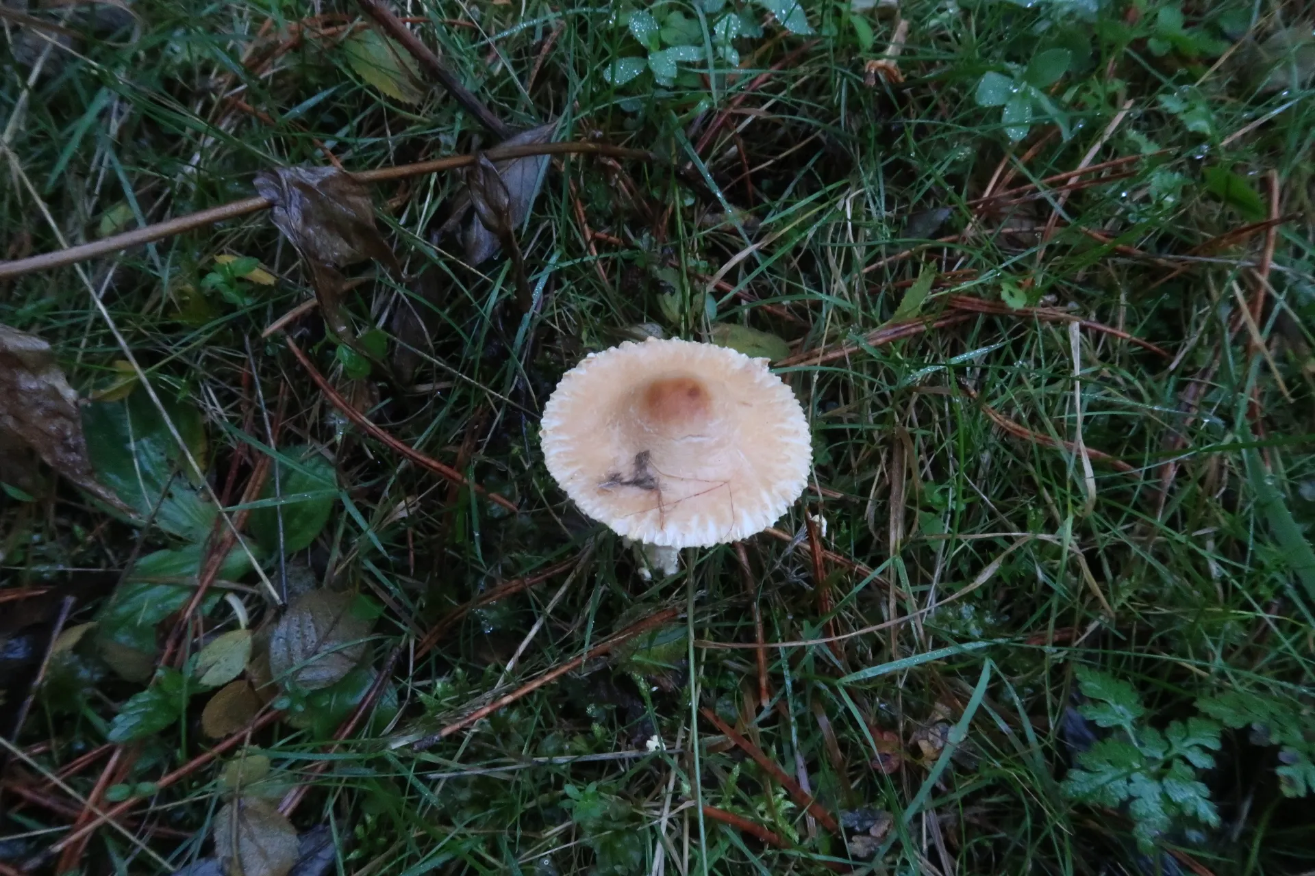 Lepiota magnispora - 1 - IMG_5683